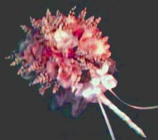 jpgreatdarkrosebouquet.JPG (20335 bytes)