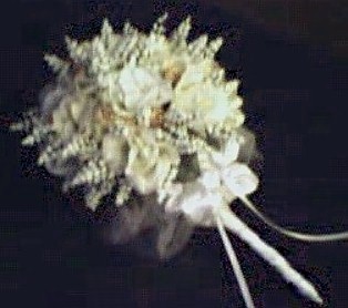 jpgreativorybouquet.JPG (25302 bytes)