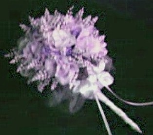 jpgreatlavendarbouquet.JPG (25380 bytes)