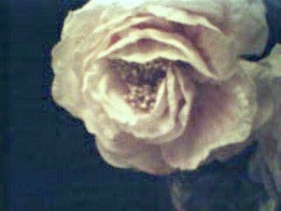 roseuse.JPG (29316 bytes)