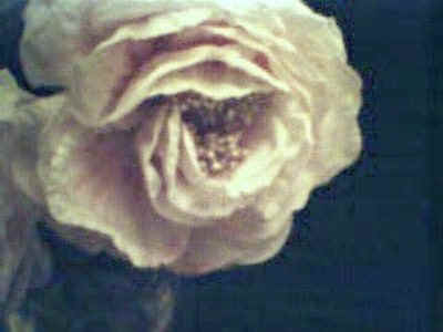 roseuse.JPG (29316 bytes)